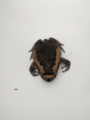 Kaloula pulchra