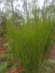 Leptomeria drupacea