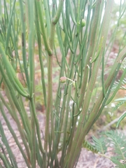 Leptomeria drupacea