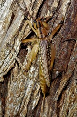 Nastonotus foreli
