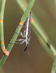 Rhinotia regalis