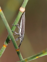 Rhinotia regalis