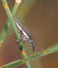 Rhinotia regalis