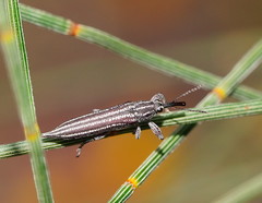 Rhinotia regalis