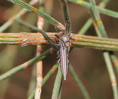 Rhinotia regalis