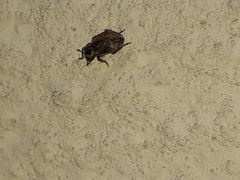 Hyperinae