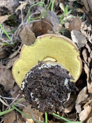 Butyriboletus persolidus