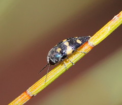 Astraeus pygmaeus