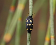 Astraeus pygmaeus