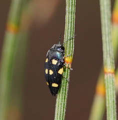 Astraeus pygmaeus