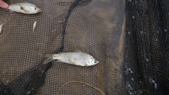 Cyphocharax platanus