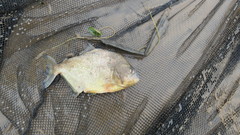 Serrasalmus maculatus