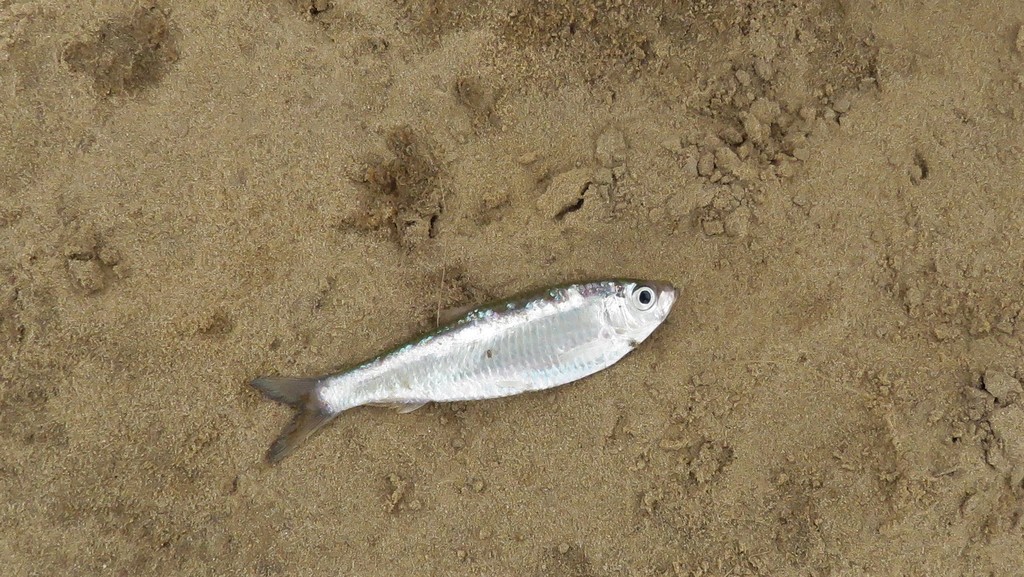Uruguay River Sprat