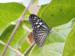 Ideopsis vulgaris macrina