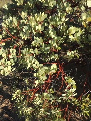 Arctostaphylos peninsularis
