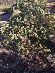Arctostaphylos peninsularis