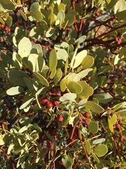 Arctostaphylos peninsularis