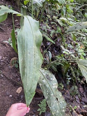 Cyclanthus bipartitus