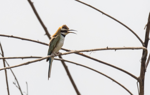 White-throated Bee-eater