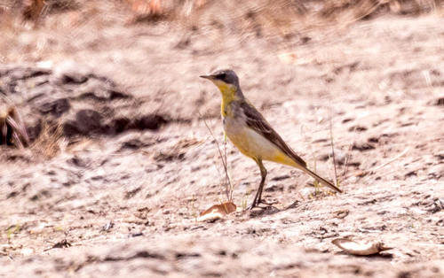 Western Yellow Wagtail