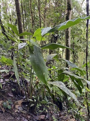 Cyclanthus bipartitus