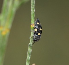 Astraeus pygmaeus