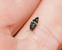 Astraeus pygmaeus