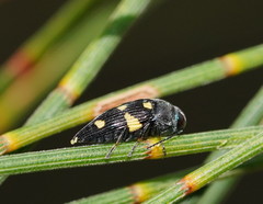 Astraeus pygmaeus