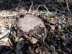Rubroboletus eastwoodiae
