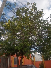 Anacardium occidentale