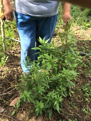 Chenopodium ambrosoides