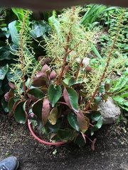 Peperomia peltigera