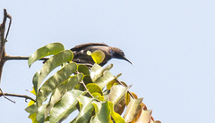 Cyanomitra cyanolaema