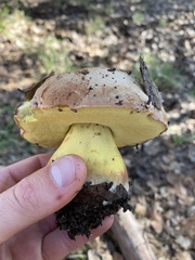 Butyriboletus persolidus