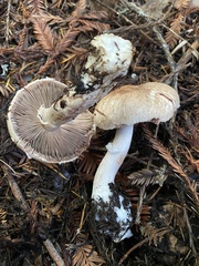 Agaricus arorae
