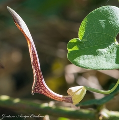 Aristolochia glossa