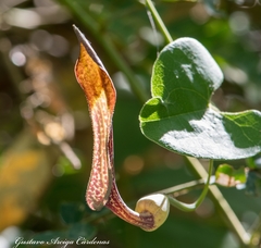 Aristolochia glossa