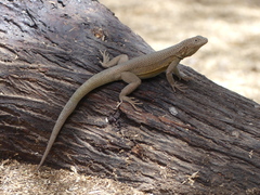 Microlophus theresioides