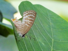 Jamides celeno aelianus