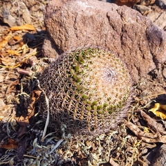 Mammillaria polythele