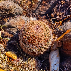 Mammillaria polythele