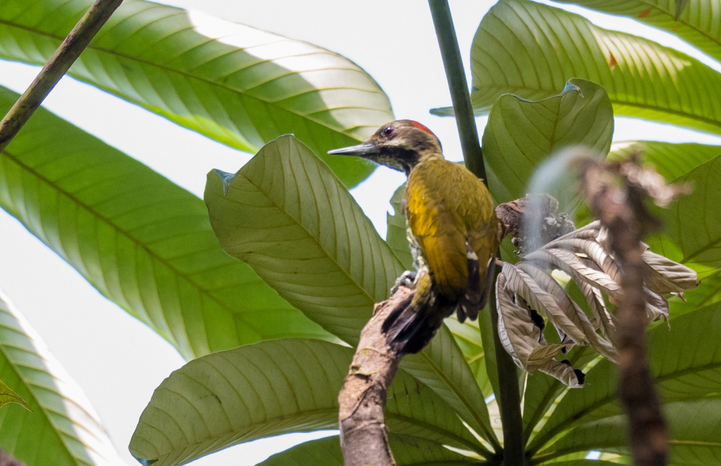 Melancholy Woodpecker (Dendropicos lugubris) photo