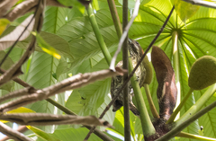 Chloropicus lugubris