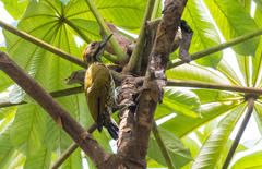 Chloropicus lugubris