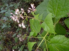 Peteravenia malvifolia