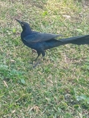 Quiscalus mexicanus