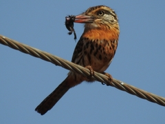 Nystalus maculatus striatipectus