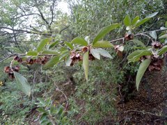 Neopringlea integrifolia