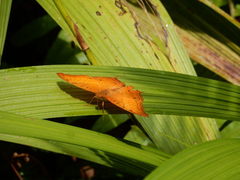 Vindula dejone erotella