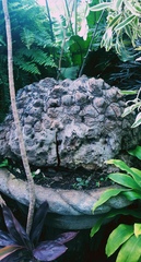 Dioscorea mexicana